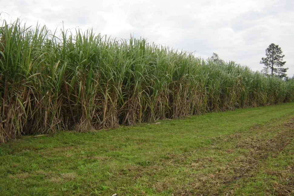 Caña de azúcar: producir una hectárea con plantación manual costó casi $ 238.000
