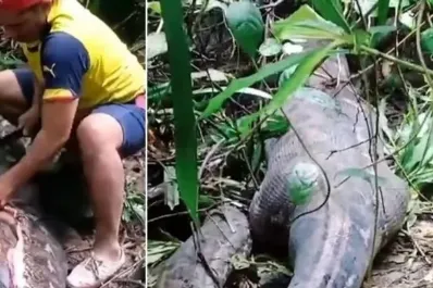 Hallaron a una mujer desaparecida en el estómago de una pitón gigante