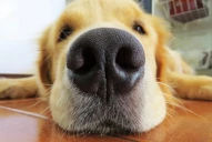 ¿El tamaño del hocico de los perros puede determinar cuánto tiempo vivirá? Esto dice una investigación