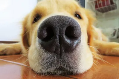 ¿El tamaño del hocico de los perros puede determinar cuánto tiempo vivirá? Esto dice una investigación