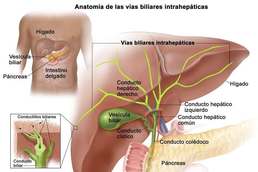 Anatomía de las vías biliares intrahepáticas