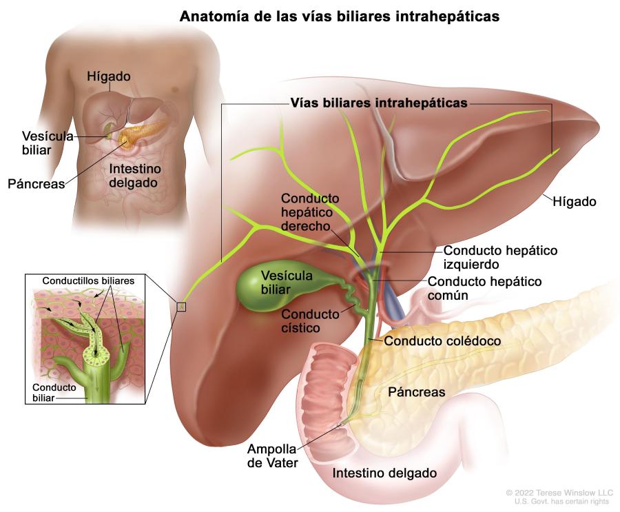 Anatomía de las vías biliares intrahepáticas