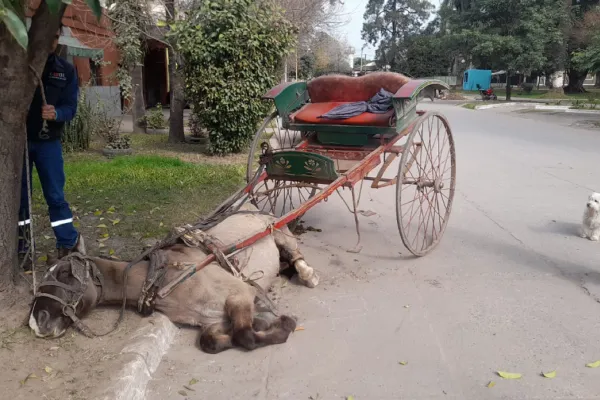 Leales: rescatan un caballo en estado crítico