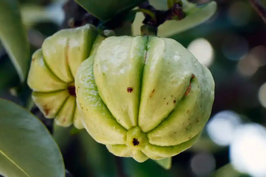 La garcinia es un fruto que aporta saciedad ante las sensaciones de hambre 