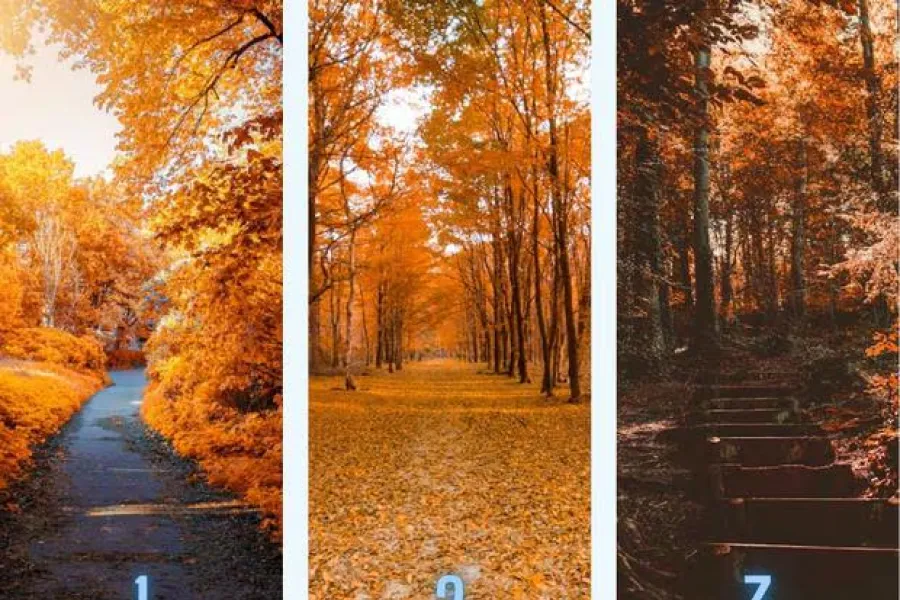Test de personalidad: el camino de otoño que elijas revelará cuál es tu verdadera esencia