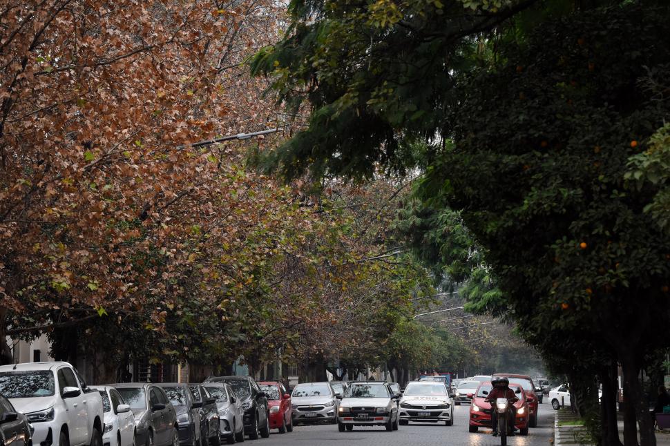 UN PASEO ARBOLADO Y AMPLIO. Dos imágenes que muestran la belleza de la calle Bernabé Aráoz, con sus calles amplias y los enormes árboles que las enmarcan.
