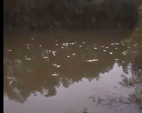 PRUEBA. Decenas de pescados son arrastrados por la corriente.