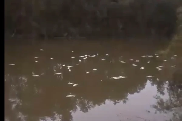 Denuncian que no se frenó la mortandad de peces en el este