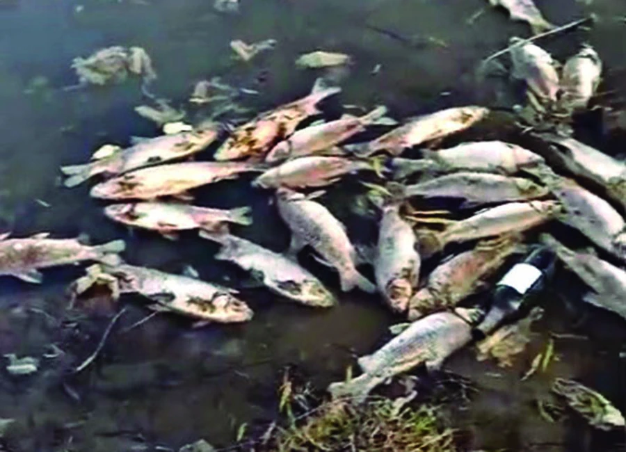 PRUEBA. La mortandad se registró el domingo en el cauce del río Muerto, que está en el este tucumano.