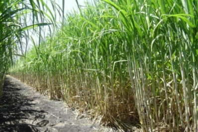 El rinde sacarino muestra buena tendencia, y valores similares a 2023