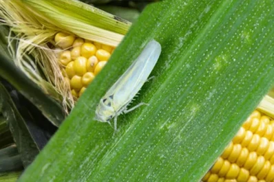 El comité “Salvemos al Maíz” trabaja en defensa del sistema productivo de la cadena