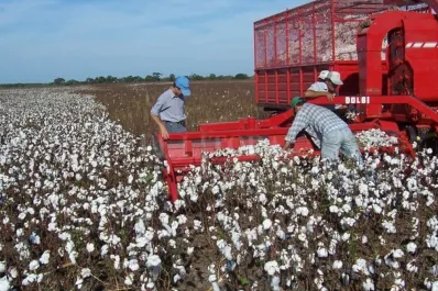 Chaco: se perdió casi la mitad de la cosecha del algodón