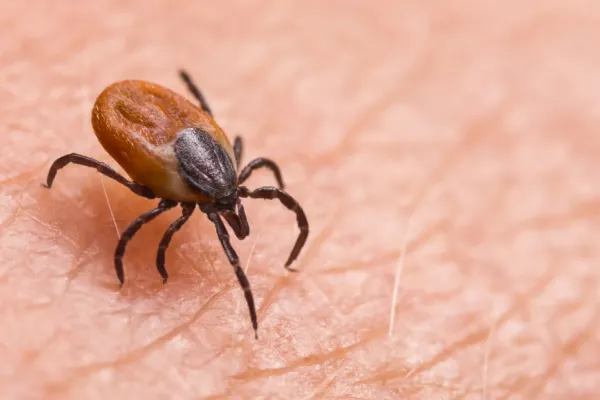 ¿Tenés mascotas? Estas son las enfermedades transmitidas por garrapatas