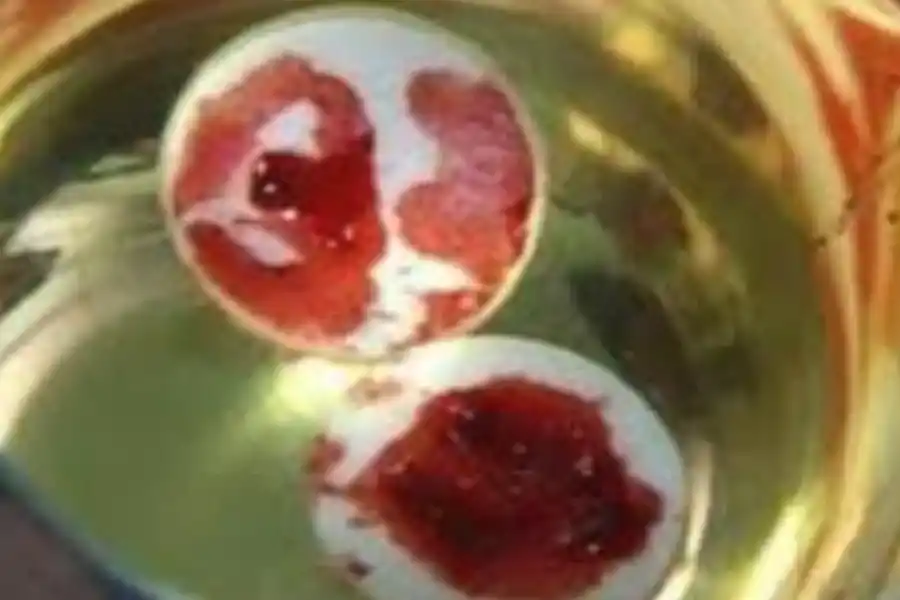 Una hostia se convirtió en carne humana: conocé esta sorprendente historia que sucedió en el país y en el que intervino el Papa