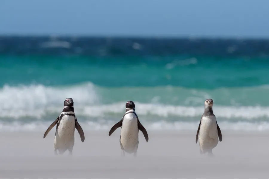DE CHUBUT AL SUR DE BRASIL. Los pingüinos de Magallanes fueron bautizados con nombres de celebridades como Messi, Antonela y Bizarrap. El objetivo es analizar su proceso migratorio.