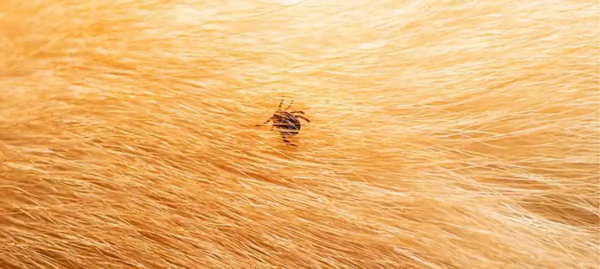 Las pulgas son insectos muy pequeños.