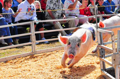 Show musical, comida y carrera de chanchos: ¿cómo es la feria que se verá interrumpida por el próximo partido de la selección?
