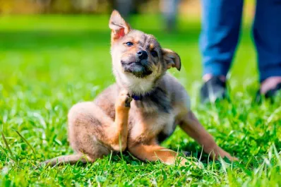 El ingrediente de cocina que ayuda a prevenir y eliminar las pulgas en tu perro