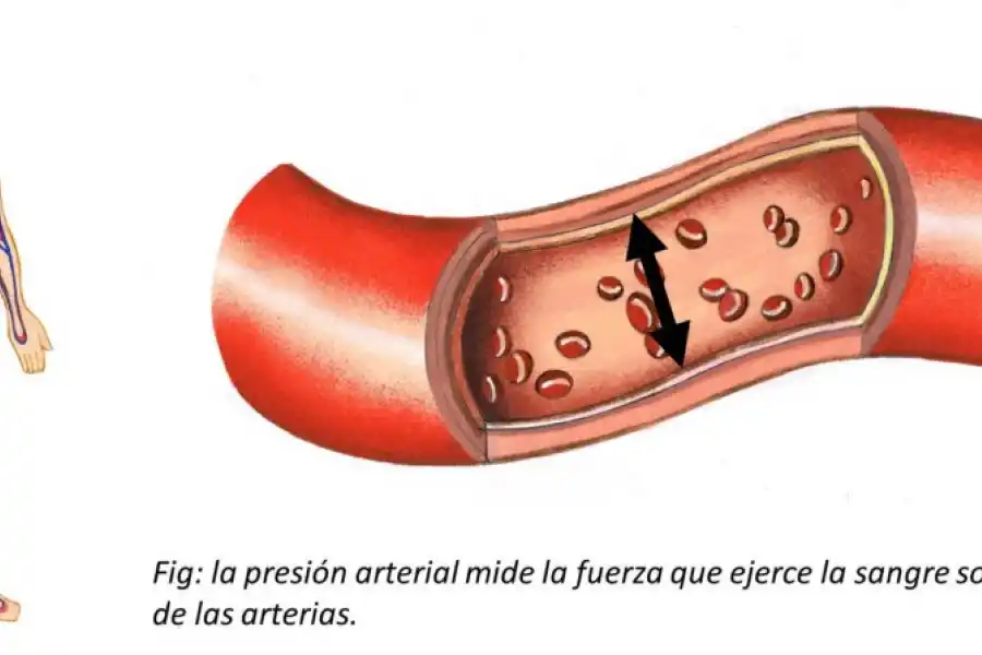 La infusión que ayuda a limpiar las arterias y regula la presión arterial
