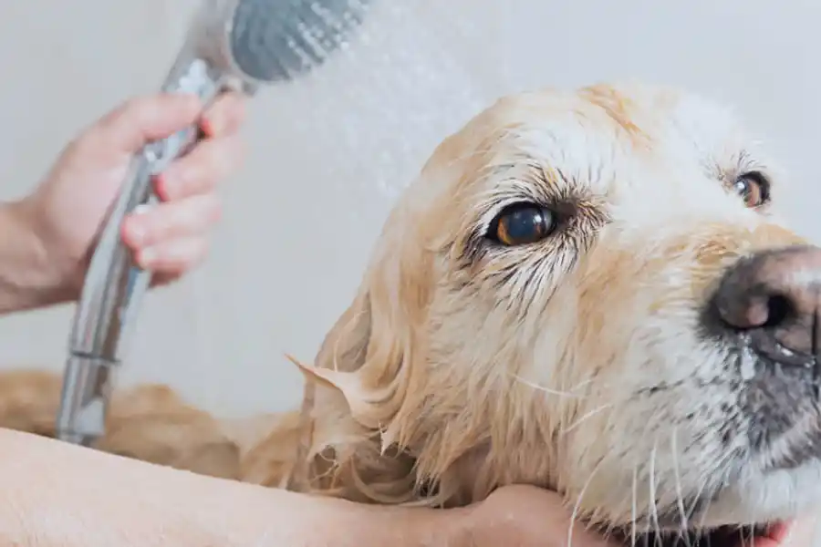 Podemos utilizar el bicarbonato en baños en seco y húmedos.