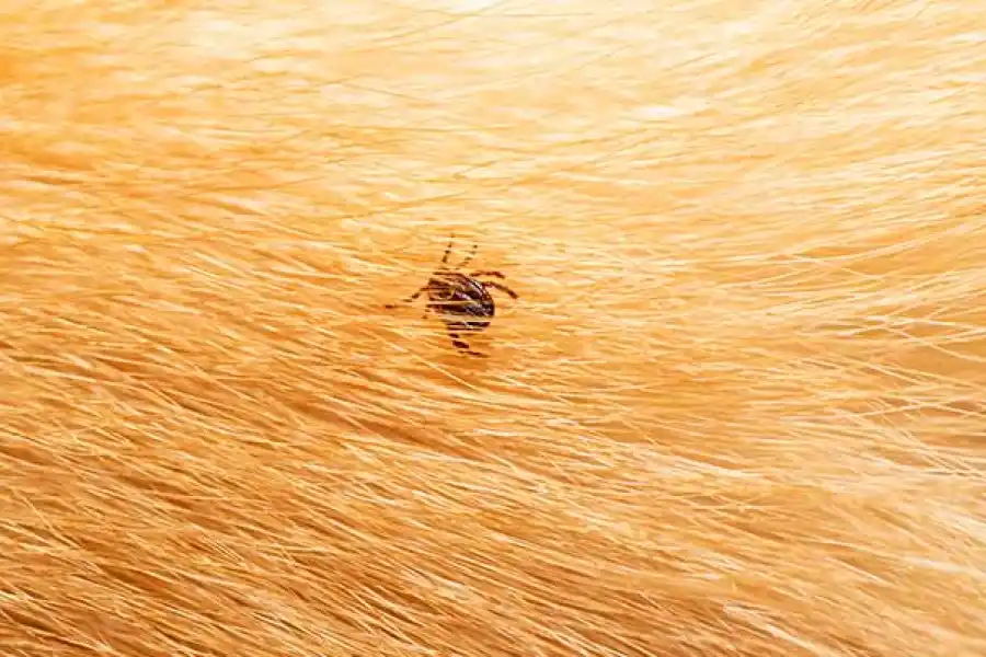 Las pulgas son insectos muy pequeños.