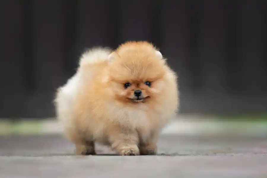 Los pomerania son una de las razas más difíles de domesticar.