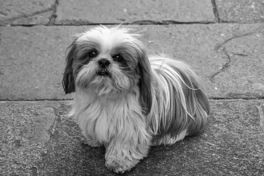 Shih Tzu, otra raza complicada