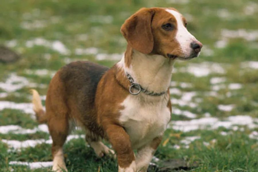 Tejnero de Westfalia, una raza un tanto desobediente.