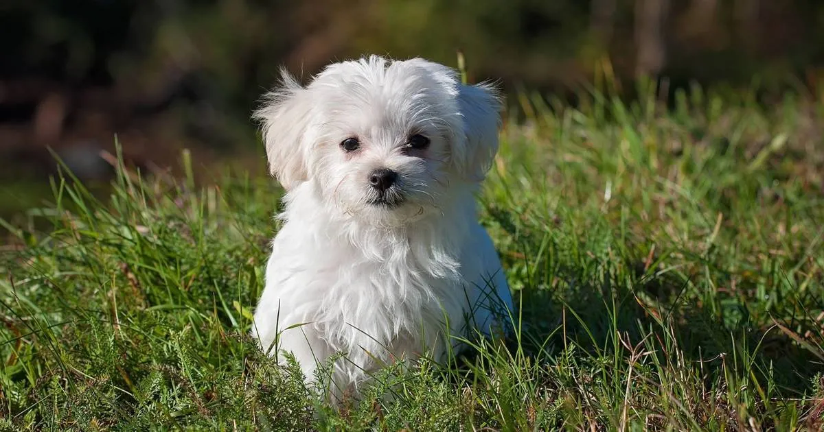 Los más esponjosos y abrazables: cuáles son las razas de perro más tiernas