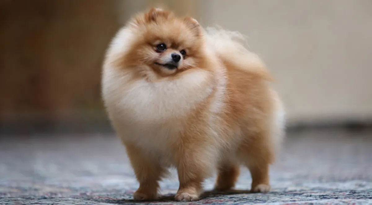 Los más esponjosos y abrazables: cuáles son las razas de perro más tiernas