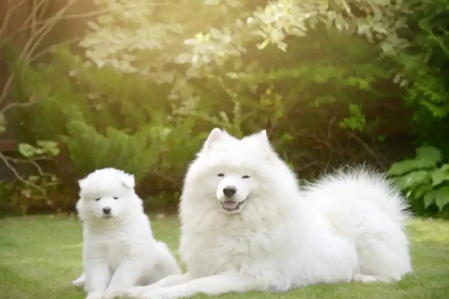 Los más esponjosos y abrazables: cuáles son las razas de perro más tiernas