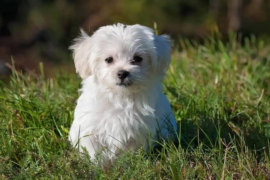 Los más esponjosos y abrazables: cuáles son las razas de perro más tiernas