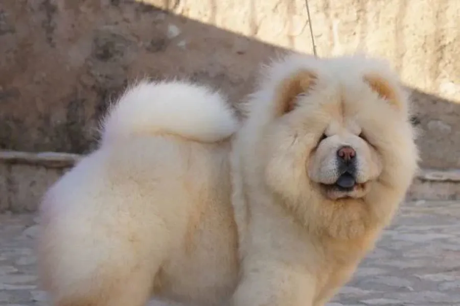 Los más esponjosos y abrazables: cuáles son las razas de perro más tiernas