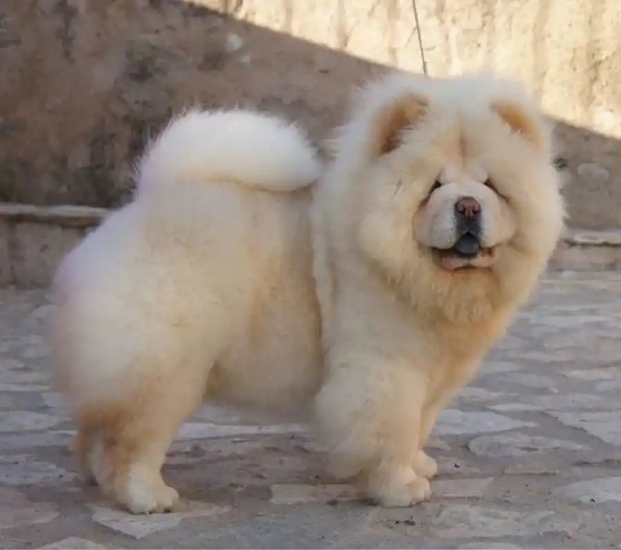 Los más esponjosos y abrazables: cuáles son las razas de perro más tiernas