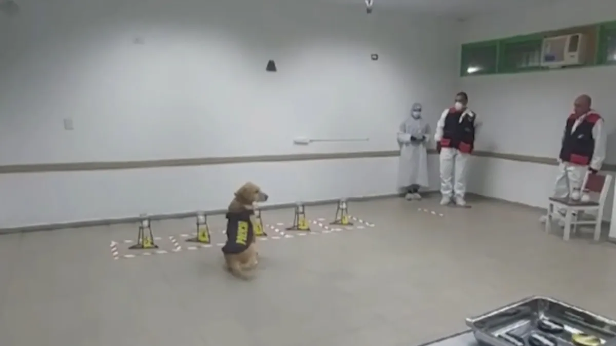 Caso Loan: Dina y Kala, las perras que cambiaron el rumbo de la investigación