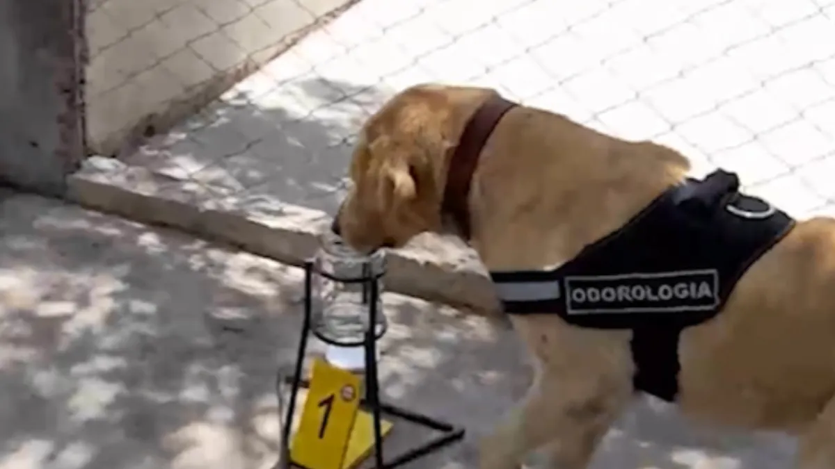 Caso Loan: Dina y Kala, las perras que cambiaron el rumbo de la investigación