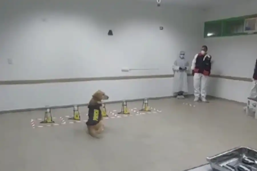 Caso Loan: Dina y Kala, las perras que cambiaron el rumbo de la investigación