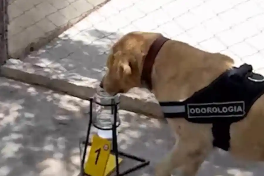 Caso Loan: Dina y Kala, las perras que cambiaron el rumbo de la investigación