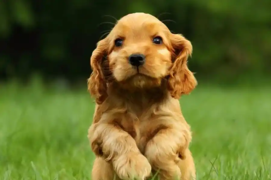 Los cockers son grandes compañeros de los más mayores.