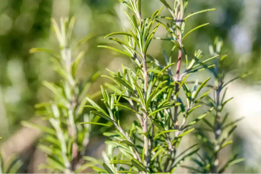 Entre sus aportes, el romero previene trastornos cognitivos asociados con el envejecimiento.