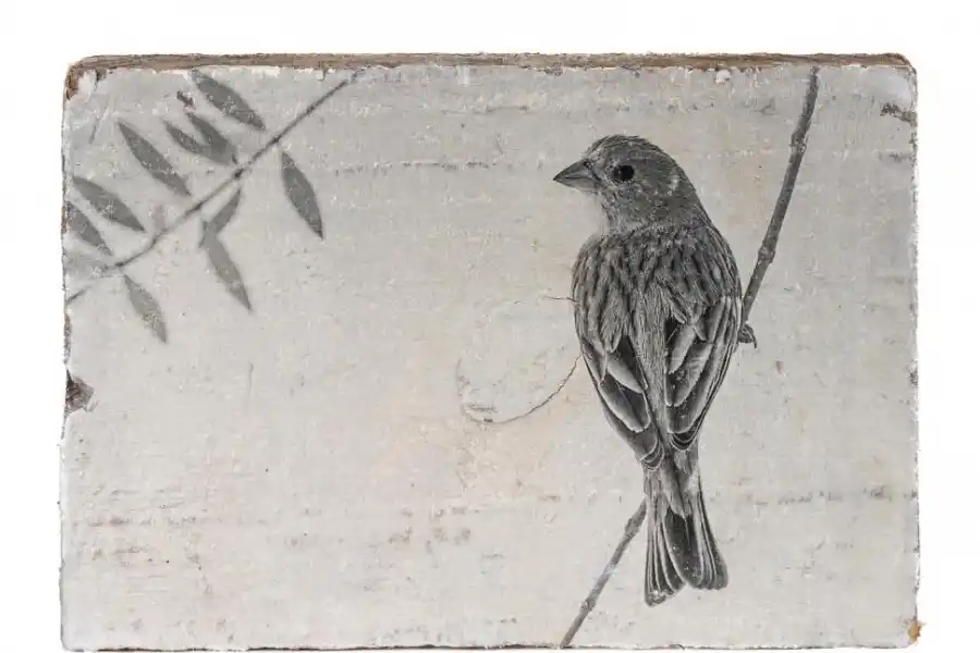 VALERIA CANNATA. “Ornigrafías”, una fotografía transferida a madera.