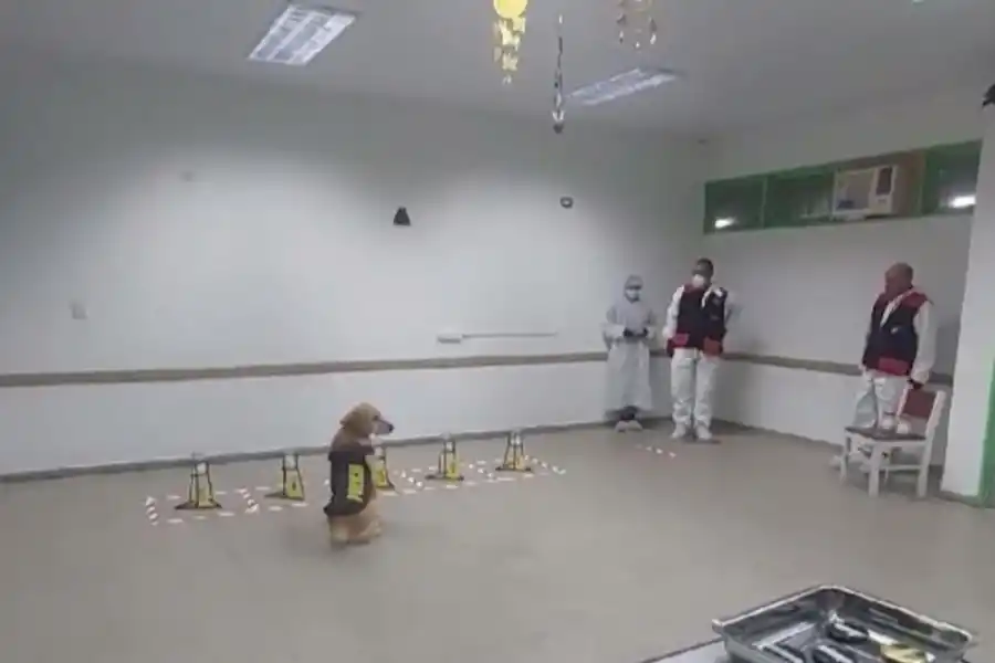 DURA TAREA. Los canes reciben un fuerte y permanente adiestramiento hasta que son retirados del servicio.