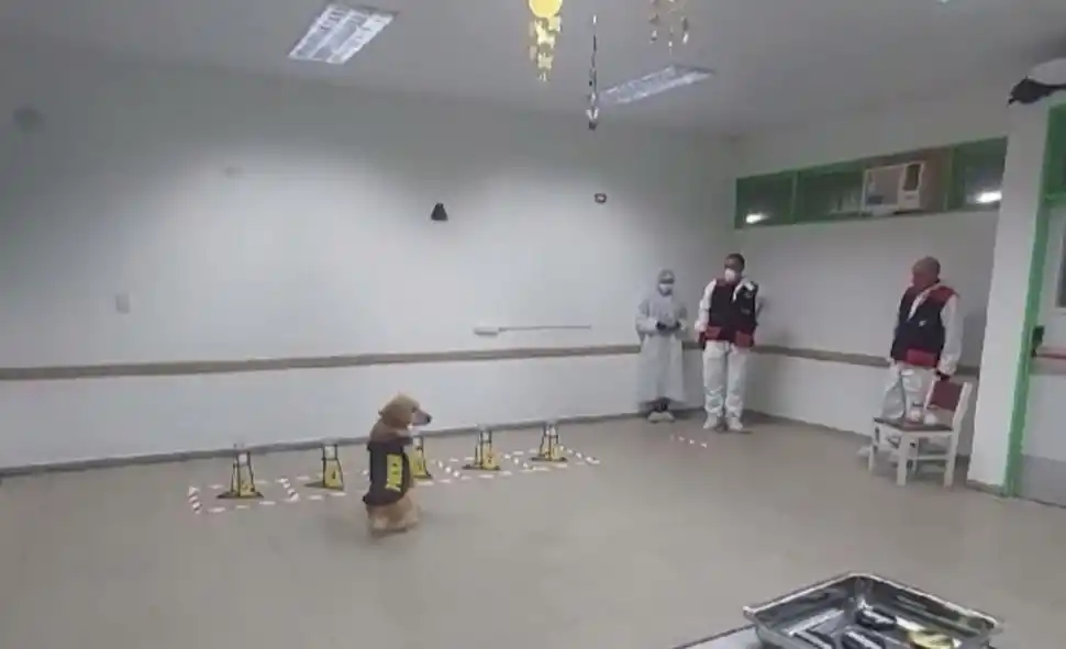 DURA TAREA. Los canes reciben un fuerte y permanente adiestramiento hasta que son retirados del servicio.