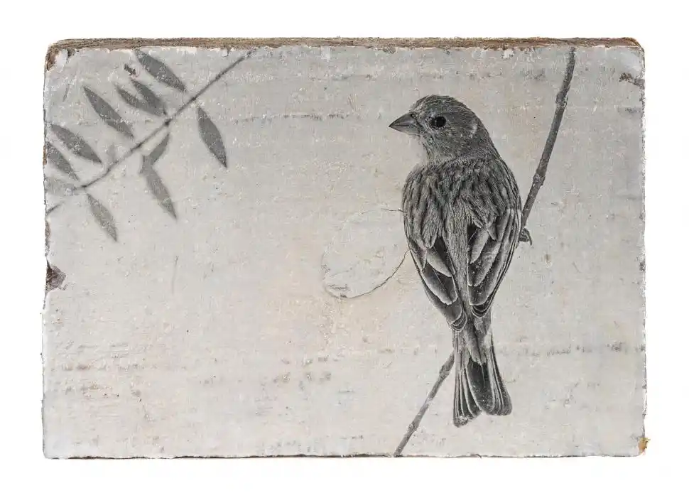 VALERIA CANNATA. “Ornigrafías”, una fotografía transferida a madera.