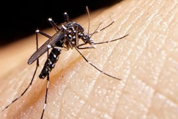 Desde hace dos semanas no hay casos de dengue en Tucumán