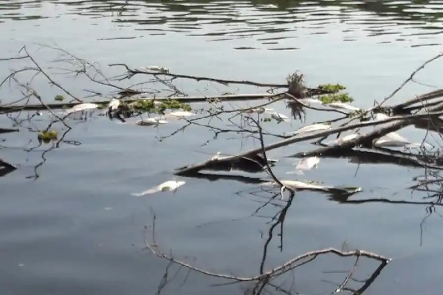 DAÑO. Una imagen de la mortandad de peces en la Bahía de los Brito.
