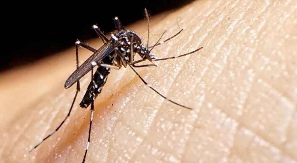 VECTOR. El mosquito Aedes aegypti es el que transmite el virus del dengue.