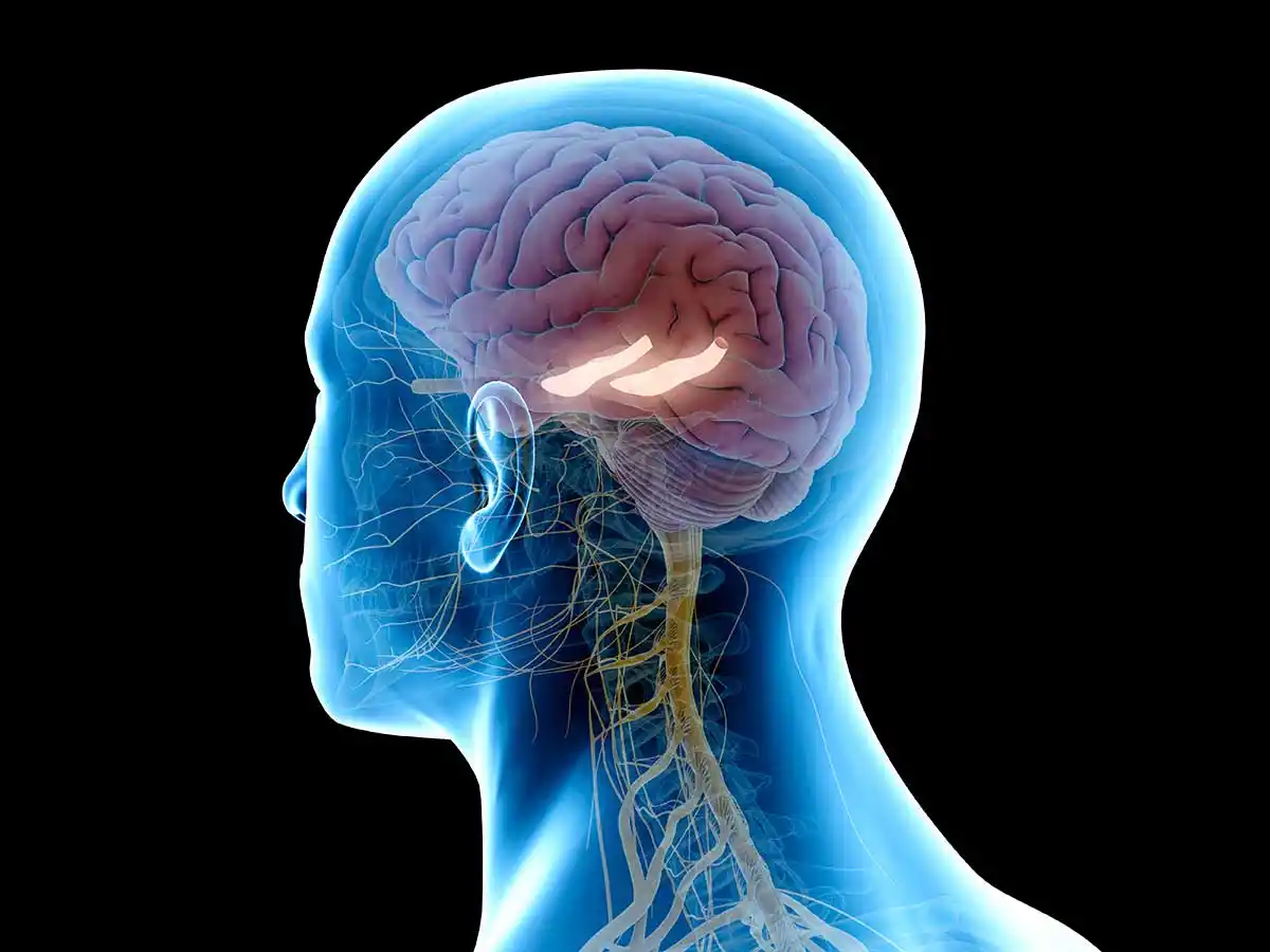 El hipocampo es el área del cerebro encargada de fijar los recuerdos.