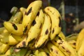 El truco desconocido para conservar las bananas por más tiempo