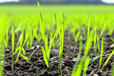 Aunque la siembra se atrasó, debido a las inclemencias, estiman que el trigo viene bien